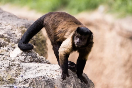 Monkey on a Rock