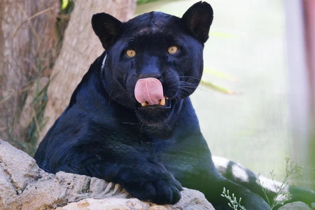 Majestic Black Panther