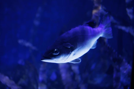 Underwater Fish in Aquarium