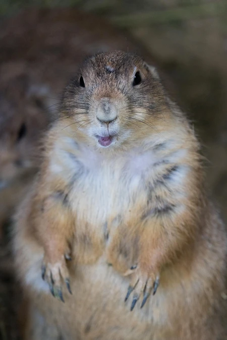 Curious Prairie Dog