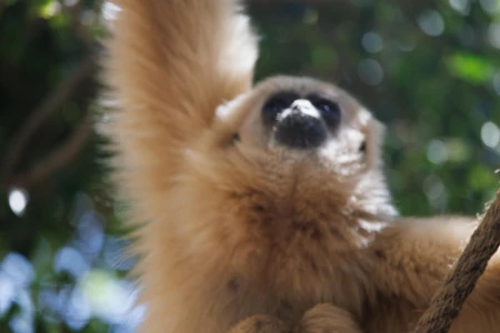 Gibbon in Natural Habitat
