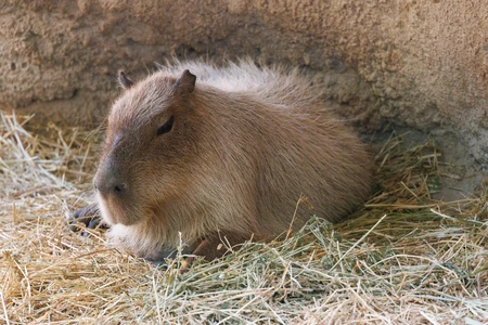 Capybara Resting