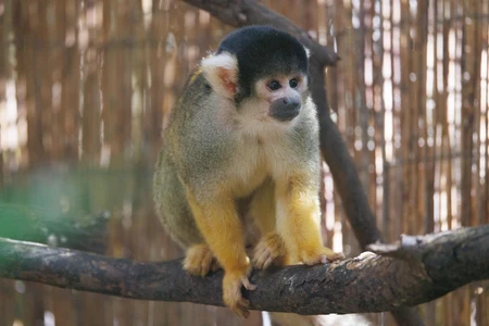 Squirrel Monkey on a Branch
