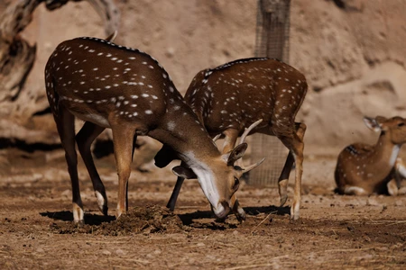 Grazing Deer in Natural Habitat