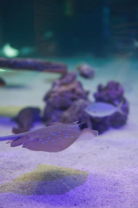 Underwater Stingray