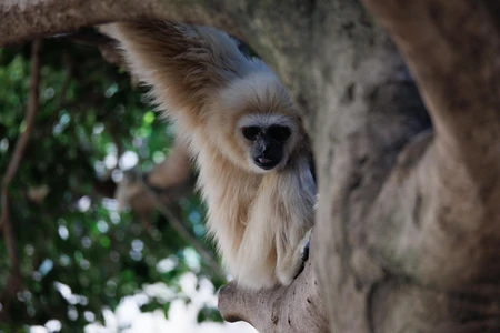 Gibbon in Tree