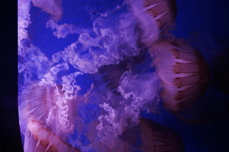 Enchanting Jellyfish in Blue Waters