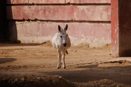 Solitary Donkey