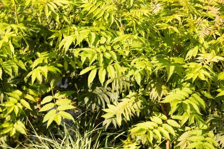 Lush Green Foliage