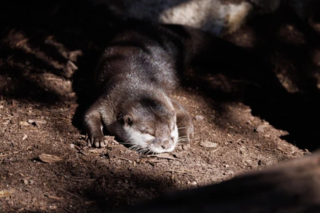 Sleeping Otter in Sunlight
