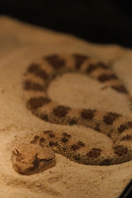 Horned Viper on Sand