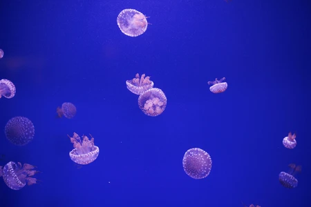 Serene Jellyfish