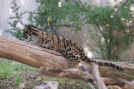 Clouded Leopard on a Log