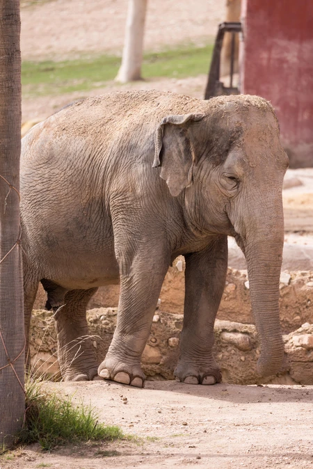 Elephant in Natural Setting