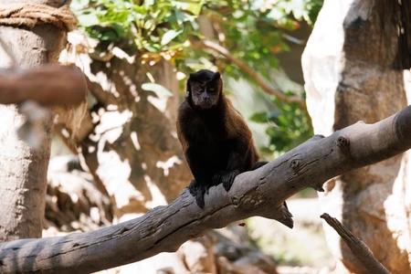 Monkey on a Branch