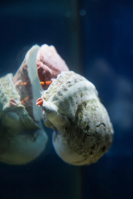 Marine Life Close-Up