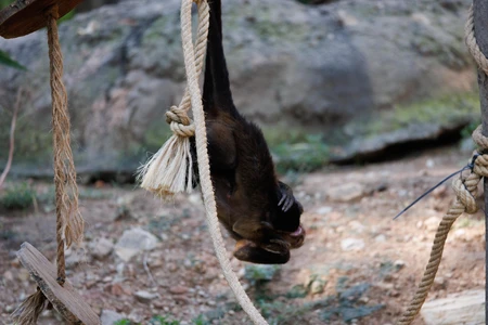 Monkey Hanging on Rope