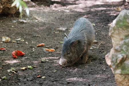 Wild Hog in Natural Habitat