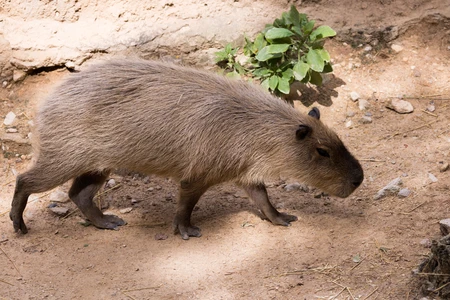 Capybara in Natural Habitat