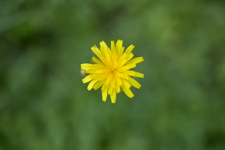 Bright Yellow Flower
