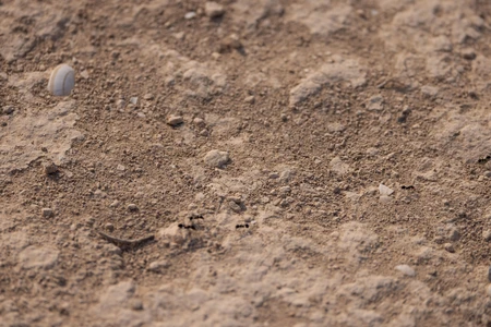 Earthy Texture