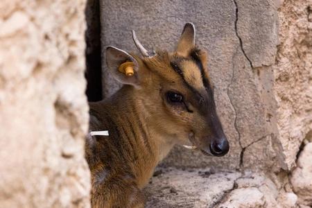Young Deer in a Rustic Setting