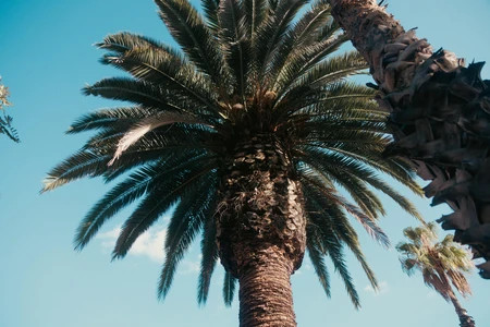 Majestic Palm Tree
