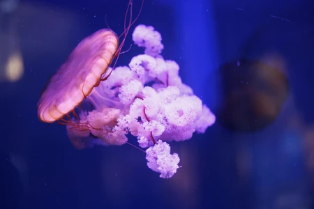Vibrant Jellyfish