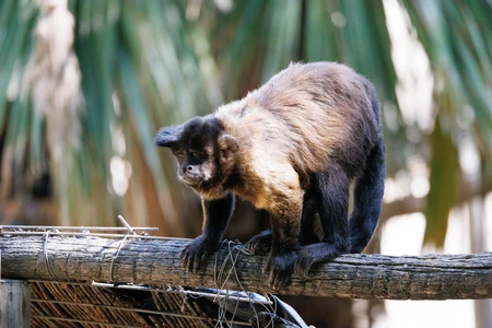 Capuchin Monkey on a Log