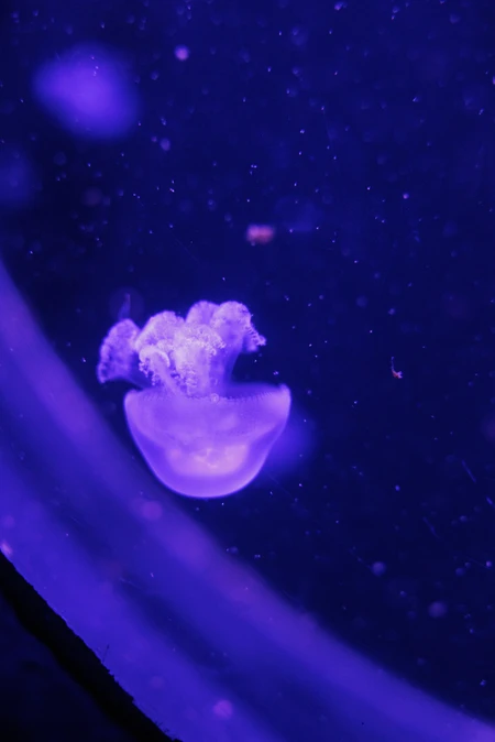 Illuminated Jellyfish