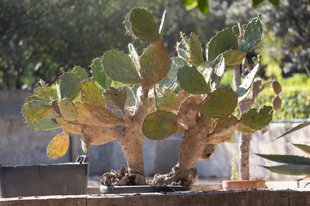 Potted Cactus in Sunlight