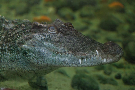 Crocodile Underwater