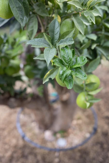 Lush Green Citrus Tree