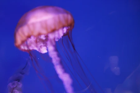 Graceful Jellyfish