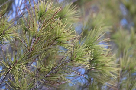 Close-up of Pine Needles