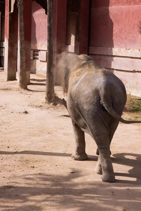 Dust-Covered Elephant