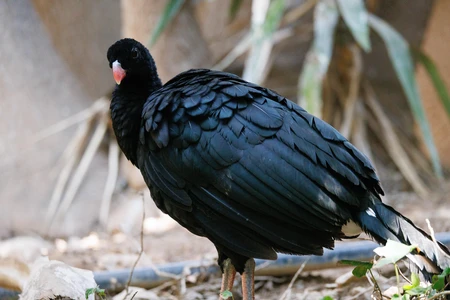 Black Bird in Natural Habitat