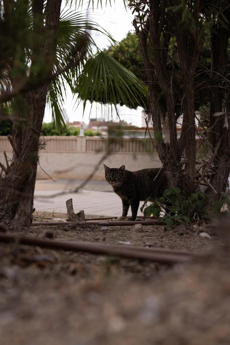 Cat in Urban Greenery