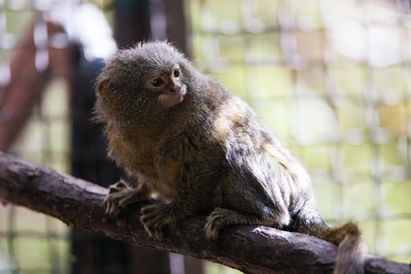 Pygmy Marmoset on a Branch