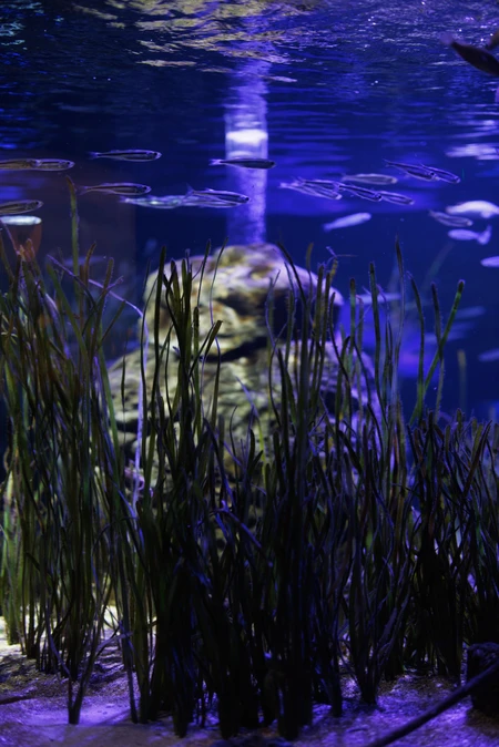 Underwater Serenity