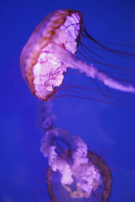 Underwater Jellyfish