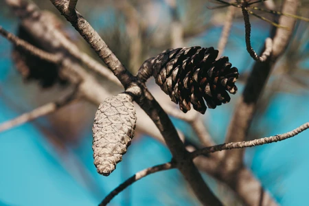 Close-up of Pine Cones