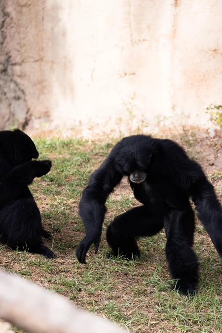 Playful Primates in Zoo Enclosure
