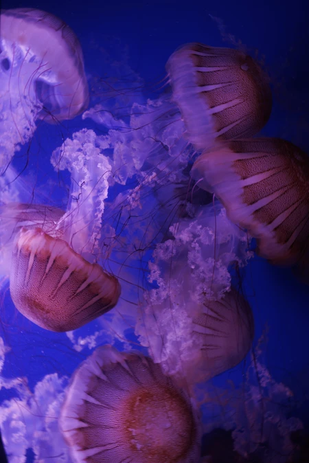 Flowing Jellyfish