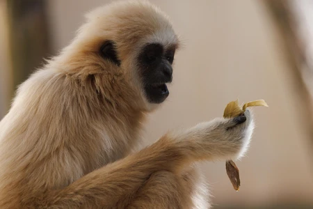 Monkey with a Leaf