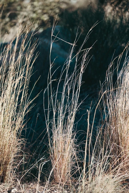 Sunlit Grasses