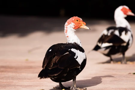Muscovy Ducks in Sunlight