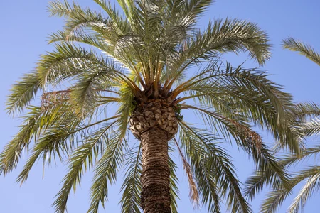 Sunny Palm Tree