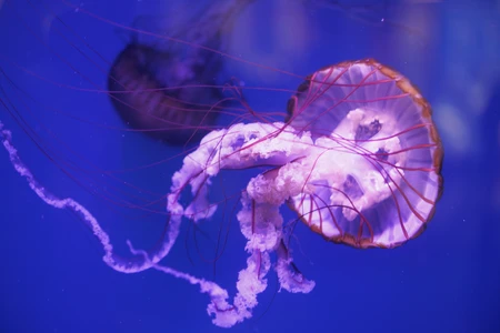 Graceful Jellyfish