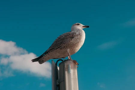 Seagull Perched on Lamp Post